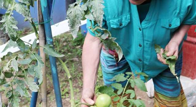 Cultivo en espacio reducidos