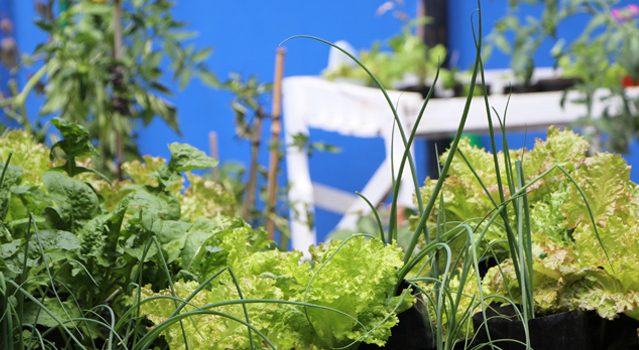 Agricultura y medicina natural